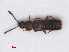  ( - RMNH.INS.552676)  @11 [ ] CreativeCommons - Attribution Non-Commercial Share-Alike (2013) Unspecified Naturalis Biodiversity Center