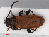  ( - RMNH.INS.552685)  @11 [ ] CreativeCommons - Attribution Non-Commercial Share-Alike (2013) Unspecified Naturalis Biodiversity Center