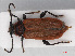 ( - RMNH.INS.552690)  @11 [ ] CreativeCommons - Attribution Non-Commercial Share-Alike (2013) Unspecified Naturalis Biodiversity Center