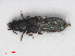  ( - RMNH.INS.552707)  @14 [ ] CreativeCommons - Attribution Non-Commercial Share-Alike (2013) Unspecified Naturalis Biodiversity Center