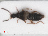  (Ocalea rivularis - RMNH.INS.552716)  @11 [ ] CreativeCommons - Attribution Non-Commercial Share-Alike (2013) Unspecified Naturalis Biodiversity Center