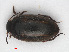  ( - RMNH.INS.555686)  @13 [ ] CreativeCommons - Attribution Non-Commercial Share-Alike (2013) Unspecified Naturalis Biodiversity Center