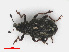  ( - RMNH.INS.555689)  @13 [ ] CreativeCommons - Attribution Non-Commercial Share-Alike (2013) Unspecified Naturalis Biodiversity Center