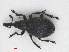  (Perapion marchicum - RMNH.INS.555704)  @14 [ ] CreativeCommons - Attribution Non-Commercial Share-Alike (2013) Unspecified Naturalis Biodiversity Center