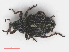  (Rhinoncus pericarpius - RMNH.INS.555705)  @14 [ ] CreativeCommons - Attribution Non-Commercial Share-Alike (2013) Unspecified Naturalis Biodiversity Center