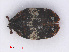  ( - RMNH.INS.555738)  @13 [ ] CreativeCommons - Attribution Non-Commercial Share-Alike (2013) Unspecified Naturalis Biodiversity Center