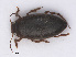  ( - RMNH.INS.555767)  @14 [ ] CreativeCommons - Attribution Non-Commercial Share-Alike (2013) Unspecified Naturalis Biodiversity Center