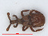  ( - RMNH.INS.555795)  @12 [ ] CreativeCommons - Attribution Non-Commercial Share-Alike (2013) Unspecified Naturalis Biodiversity Center