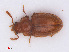  ( - RMNH.INS.555797)  @13 [ ] CreativeCommons - Attribution Non-Commercial Share-Alike (2013) Unspecified Naturalis Biodiversity Center