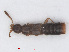  (Meotica filiformis - RMNH.INS.555804)  @11 [ ] CreativeCommons - Attribution Non-Commercial Share-Alike (2013) Unspecified Naturalis Biodiversity Center