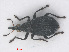  (Oxystoma craccae - RMNH.INS.555841)  @13 [ ] CreativeCommons - Attribution Non-Commercial Share-Alike (2013) Unspecified Naturalis Biodiversity Center