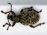  ( - RMNH.INS.555850)  @13 [ ] CreativeCommons - Attribution Non-Commercial Share-Alike (2013) Unspecified Naturalis Biodiversity Center