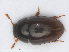  (Olibrus liquidus - RMNH.INS.555854)  @14 [ ] CreativeCommons - Attribution Non-Commercial Share-Alike (2013) Unspecified Naturalis Biodiversity Center