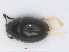  (Olibrus millefolii - RMNH.INS.555856)  @13 [ ] CreativeCommons - Attribution Non-Commercial Share-Alike (2013) Unspecified Naturalis Biodiversity Center