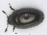  (Olibrus aeneus - RMNH.INS.555858)  @14 [ ] CreativeCommons - Attribution Non-Commercial Share-Alike (2013) Unspecified Naturalis Biodiversity Center