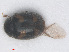  (Nephus quadrimaculatus - RMNH.INS.555886)  @13 [ ] CreativeCommons - Attribution Non-Commercial Share-Alike (2013) Unspecified Naturalis Biodiversity Center