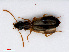  (Philorhizus crucifer - RMNH.INS.555900)  @11 [ ] CreativeCommons - Attribution Non-Commercial Share-Alike (2013) Unspecified Naturalis Biodiversity Center