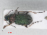  ( - RMNH.INS.556019)  @14 [ ] CreativeCommons - Attribution Non-Commercial Share-Alike (2013) Unspecified Naturalis Biodiversity Center