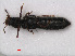  ( - RMNH.INS.536653)  @11 [ ] CreativeCommons - Attribution Non-Commercial Share-Alike (2013) Unspecified Naturalis Biodiversity Center
