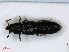  ( - RMNH.INS.536737)  @11 [ ] CreativeCommons - Attribution Non-Commercial Share-Alike (2013) Unspecified Naturalis Biodiversity Center