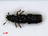  ( - RMNH.INS.536738)  @11 [ ] CreativeCommons - Attribution Non-Commercial Share-Alike (2013) Unspecified Naturalis Biodiversity Center