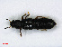  ( - RMNH.INS.536739)  @11 [ ] CreativeCommons - Attribution Non-Commercial Share-Alike (2013) Unspecified Naturalis Biodiversity Center