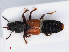  (Bledius spectabilis - RMNH.INS.542670)  @14 [ ] CreativeCommons - Attribution Non-Commercial Share-Alike (2013) Unspecified Naturalis Biodiversity Center