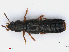  ( - RMNH.INS.542681)  @11 [ ] CreativeCommons - Attribution Non-Commercial Share-Alike (2013) Unspecified Naturalis Biodiversity Center