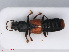  ( - RMNH.INS.542788)  @11 [ ] CreativeCommons - Attribution Non-Commercial Share-Alike (2013) Unspecified Naturalis Biodiversity Center