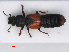 ( - RMNH.INS.542789)  @11 [ ] CreativeCommons - Attribution Non-Commercial Share-Alike (2013) Unspecified Naturalis Biodiversity Center
