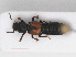  ( - RMNH.INS.542790)  @11 [ ] CreativeCommons - Attribution Non-Commercial Share-Alike (2013) Unspecified Naturalis Biodiversity Center