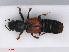  ( - RMNH.INS.542791)  @11 [ ] CreativeCommons - Attribution Non-Commercial Share-Alike (2013) Unspecified Naturalis Biodiversity Center