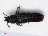  ( - RMNH.INS.549554)  @11 [ ] CreativeCommons - Attribution Non-Commercial Share-Alike (2013) Unspecified Naturalis Biodiversity Center