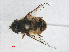  ( - RMNH.INS.543561)  @11 [ ] CreativeCommons - Attribution Non-Commercial Share-Alike (2013) Unspecified Naturalis Biodiversity Center