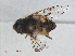  ( - RMNH.INS.543562)  @11 [ ] CreativeCommons - Attribution Non-Commercial Share-Alike (2013) Unspecified Naturalis Biodiversity Center