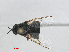  ( - RMNH.INS.543567)  @11 [ ] CreativeCommons - Attribution Non-Commercial Share-Alike (2013) Unspecified Naturalis Biodiversity Center