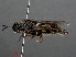  (Stratiomys singularior - RMNH.INS.543569)  @11 [ ] CreativeCommons - Attribution Non-Commercial Share-Alike (2013) Unspecified Naturalis Biodiversity Center