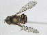  ( - RMNH.INS.543572)  @13 [ ] CreativeCommons - Attribution Non-Commercial Share-Alike (2013) Unspecified Naturalis Biodiversity Center