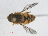  ( - RMNH.INS.543574)  @11 [ ] CreativeCommons - Attribution Non-Commercial Share-Alike (2013) Unspecified Naturalis Biodiversity Center
