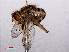  ( - RMNH.INS.543576)  @11 [ ] CreativeCommons - Attribution Non-Commercial Share-Alike (2013) Unspecified Naturalis Biodiversity Center