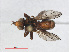  ( - RMNH.INS.543579)  @11 [ ] CreativeCommons - Attribution Non-Commercial Share-Alike (2013) Unspecified Naturalis Biodiversity Center