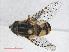  ( - RMNH.INS.543582)  @11 [ ] CreativeCommons - Attribution Non-Commercial Share-Alike (2013) Unspecified Naturalis Biodiversity Center