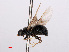  ( - RMNH.INS.543598)  @11 [ ] CreativeCommons - Attribution Non-Commercial Share-Alike (2013) Unspecified Naturalis Biodiversity Center