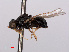  ( - RMNH.INS.543599)  @11 [ ] CreativeCommons - Attribution Non-Commercial Share-Alike (2013) Unspecified Naturalis Biodiversity Center