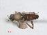  ( - RMNH.INS.543600)  @11 [ ] CreativeCommons - Attribution Non-Commercial Share-Alike (2013) Unspecified Naturalis Biodiversity Center