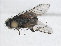  ( - RMNH.INS.543631)  @11 [ ] CreativeCommons - Attribution Non-Commercial Share-Alike (2013) Unspecified Naturalis Biodiversity Center