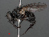  ( - RMNH.INS.543632)  @11 [ ] CreativeCommons - Attribution Non-Commercial Share-Alike (2013) Unspecified Naturalis Biodiversity Center