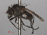  ( - RMNH.INS.543637)  @11 [ ] CreativeCommons - Attribution Non-Commercial Share-Alike (2013) Unspecified Naturalis Biodiversity Center