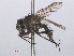  ( - RMNH.INS.543638)  @11 [ ] CreativeCommons - Attribution Non-Commercial Share-Alike (2013) Unspecified Naturalis Biodiversity Center