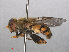  ( - RMNH.INS.543673)  @11 [ ] CreativeCommons - Attribution Non-Commercial Share-Alike (2013) Unspecified Naturalis Biodiversity Center